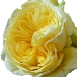 Cubana Rose d'Equateur Ethiflora